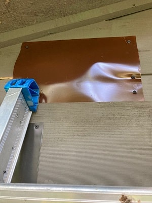 Raccoon in Attic Removal - Critter Control in Atlanta, GA - Raccoon